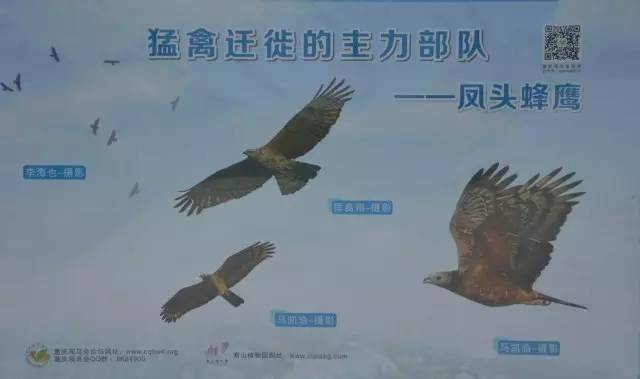「拾光」南山上的大金鹰,本体竟然是只……神鸟!