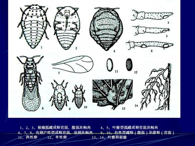 us vitifolii ( fitch ) 英文名 grape phylloxera 同翅目,根瘤蚜科