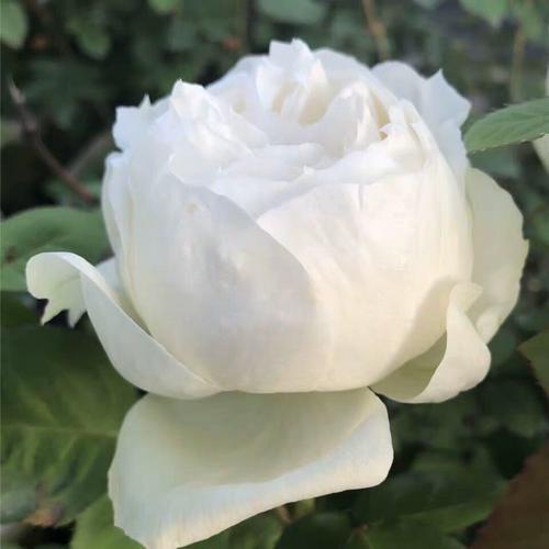 新品欧月名贵品种天鹅古董切花灌木大花浓香白色包子四季盆栽花苗