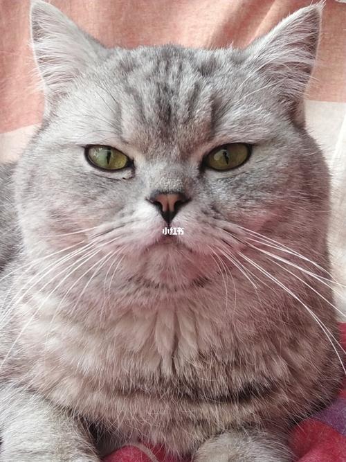 帅气小公猫借配_猫咪_猫粮_银渐层_英短_小猫_猫咪借配_宠物_猫