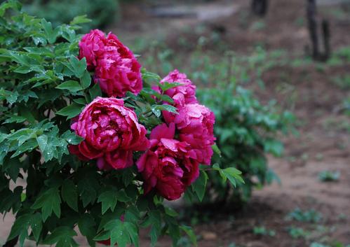 莒县丽正园牡丹