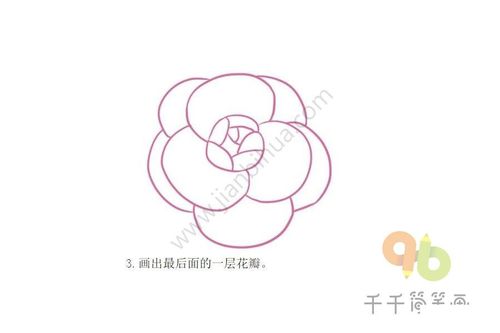 粉色的山茶花简笔画步骤图