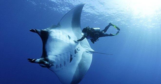 古氏土魟,dasyatis kuhlii (müller et henle,1841),魟科魟属的一种