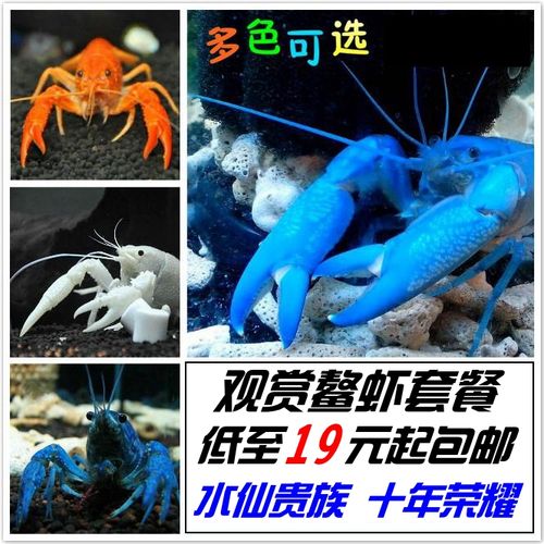 雀尾螳螂虾宠物活体