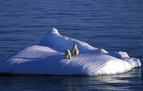 there is no shortage of polar bears, and polar ice is growing.