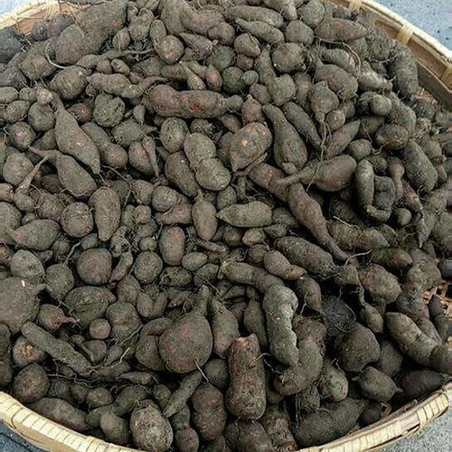 浙江新鲜三叶青破壁打粉野生中药金线吊葫芦1斤500g
