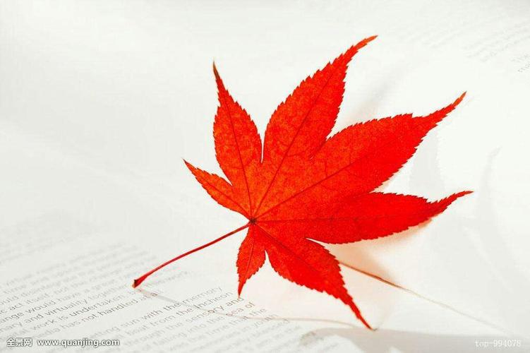 想寻找一片枫叶