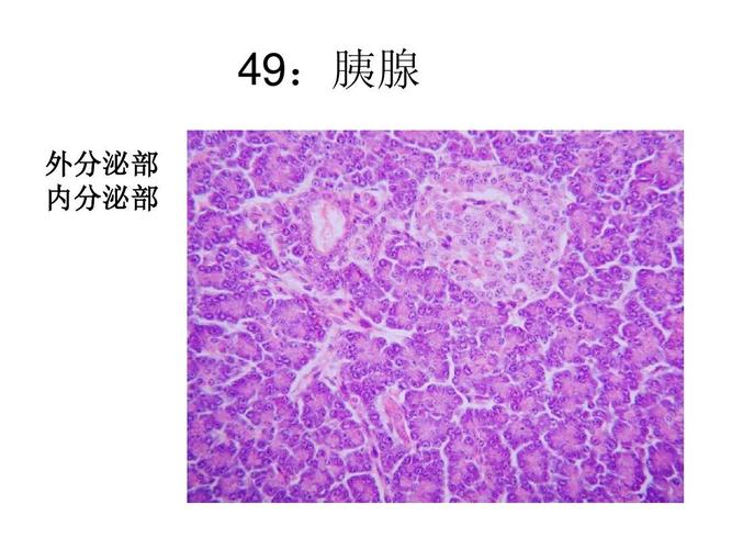 49:胰腺 外分泌部 内分泌部