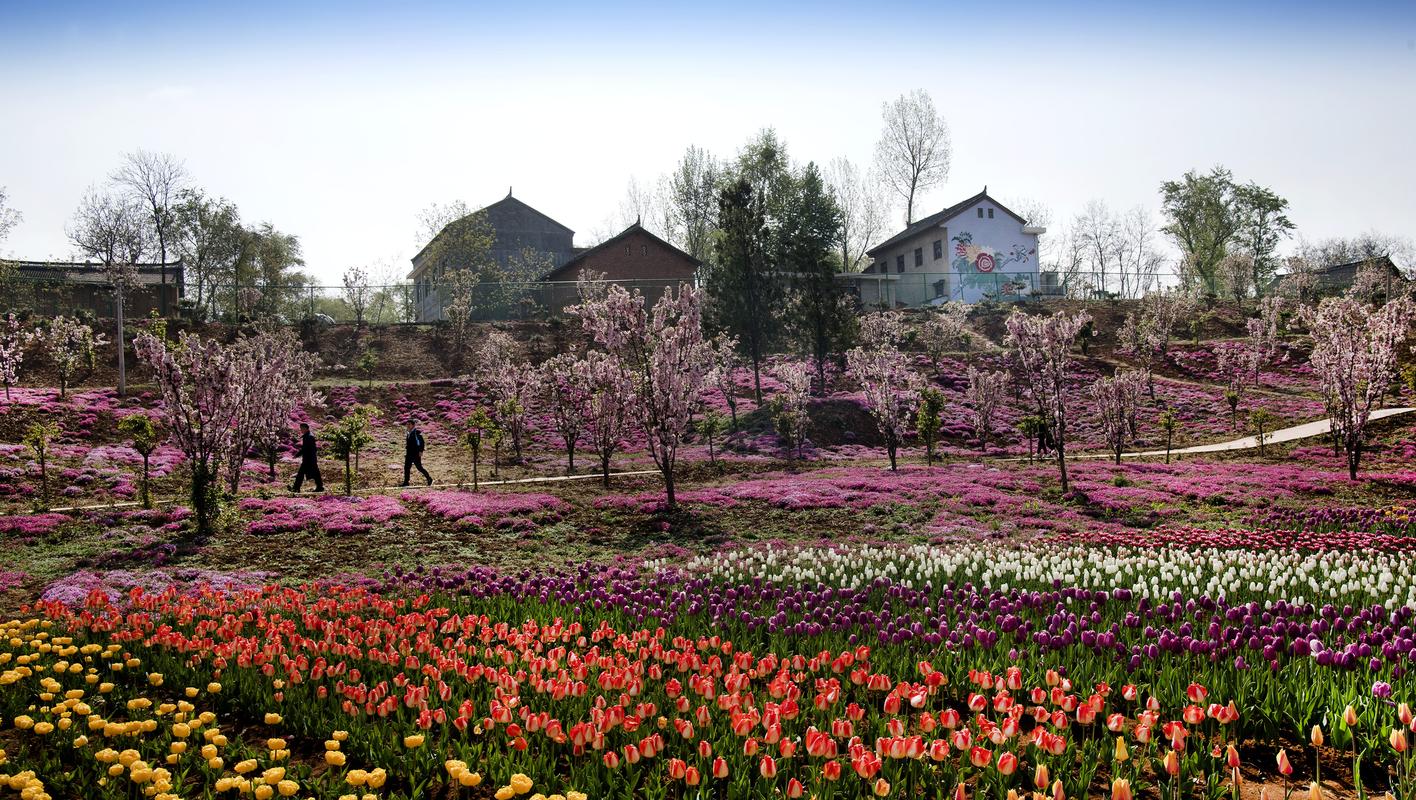 4月11日,在洛南县锦绣大地花博园内,盛开的郁金香与村舍构成一幅