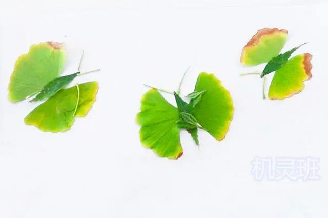 儿童简单树叶贴画蝴蝶(步骤图解)