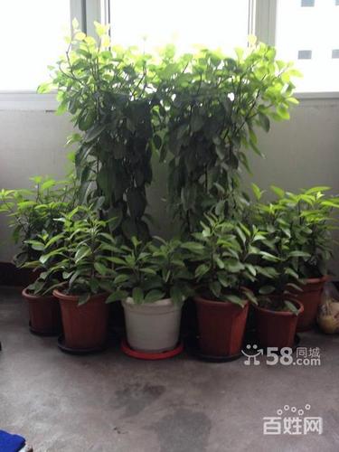 能治糖尿病的胰岛树