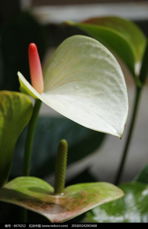 浅绿掌花