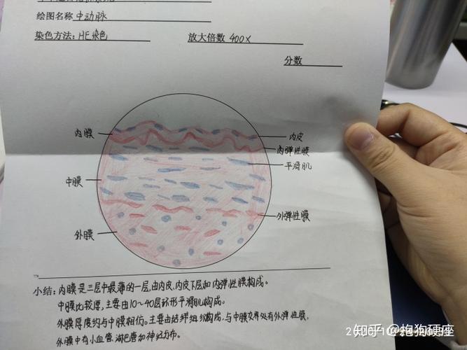 组胚红蓝铅笔手绘图
