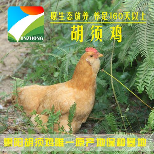 原生态放养金种胡须鸡养足160天