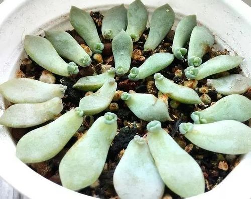 植物生长过程——多肉