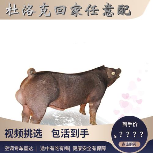 大块头杜洛克种公猪新美系英系长白大约克种公猪全国包邮货到付款