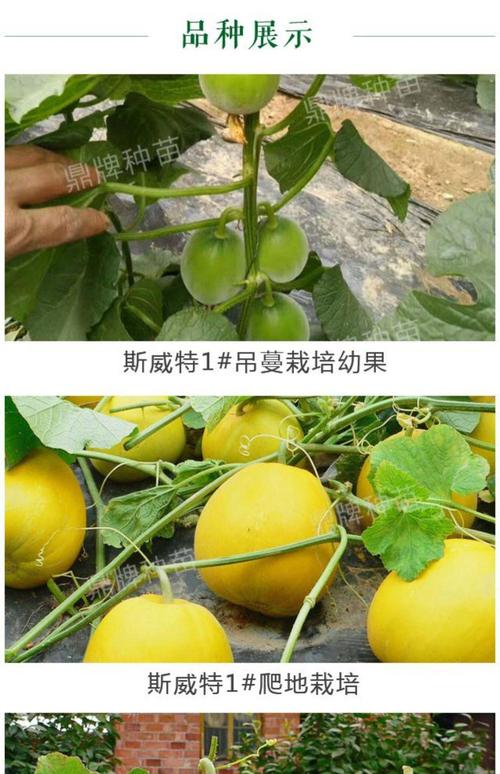 斯威特1号甜瓜种子,早熟黄皮,口感酥脆超甜,果皮都好吃