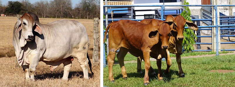 用印度教的祭司贵族婆罗门命名的肉牛牛种,一同来看看