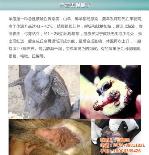 羊痘|羊痘怎么治|华谊兽药 痘疮一针灵(优质商家)