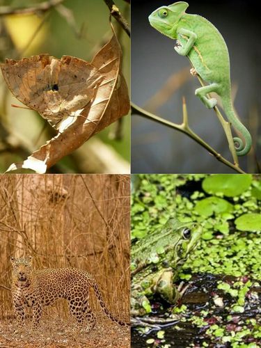 今日活动:《动物保护色》,《慢慢长大》——王家岭幼儿园