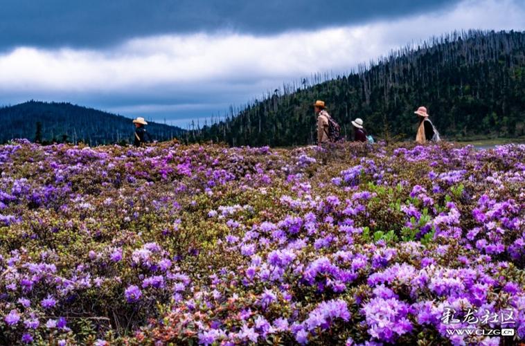 白马雪山天然的高山杜鹃花园