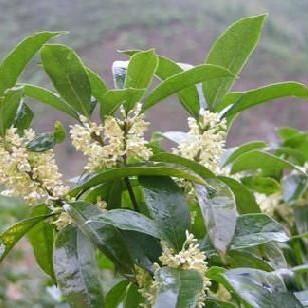 桂花树苗 白洁九龙桂 柳叶银桂 晚银桂 苏桂 玉帘银丝桂 玉玲珑