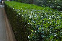 马路边的绿化隔离带