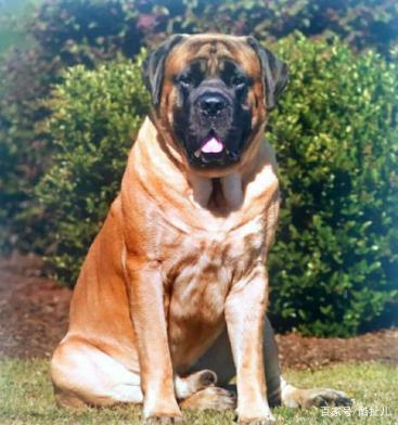 马士提夫犬的品种起源及其坎坷的发展历程