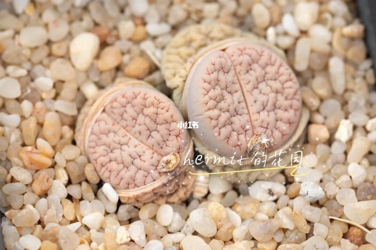 【生石花】荒玉c367_生石花_多肉植物_生石花肉锥_家居家装_家居装饰