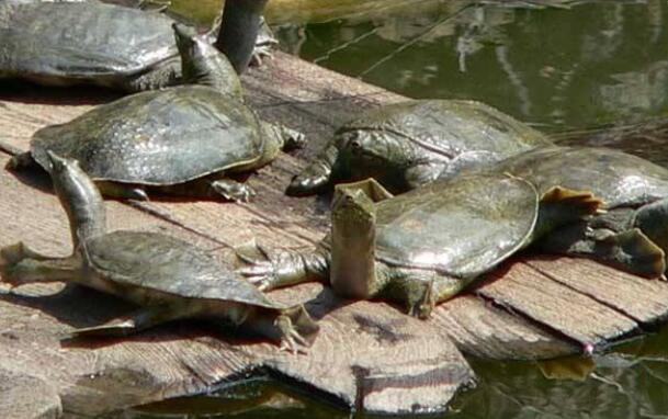 工厂化人工养殖甲鱼技术