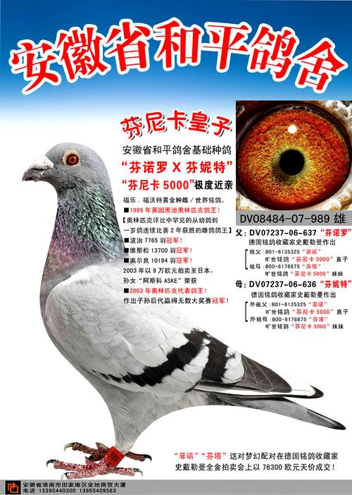 【芬尼卡5000极端近亲】_安徽和平鸽舍_ag188.