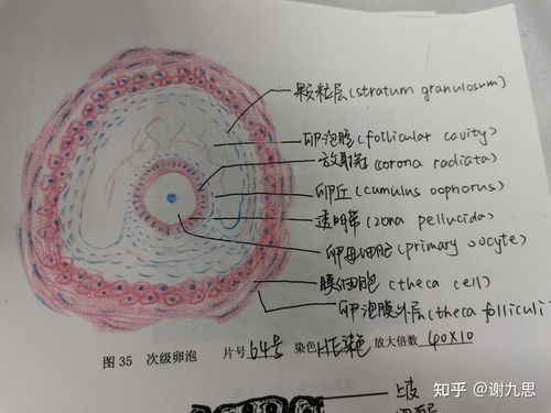 我也来记录一下我的组胚红蓝铅笔图图,好耶