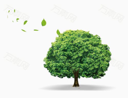 大树树叶植物大自然
