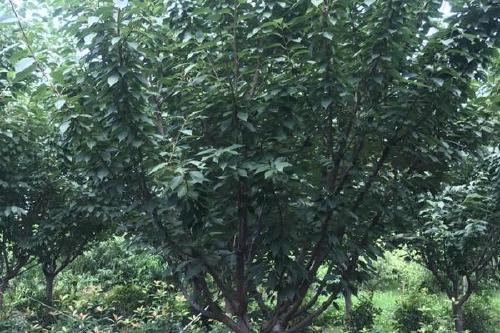 0/棵 日本晚樱  樱花矮杆晚樱