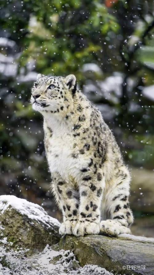 白豹立在雪