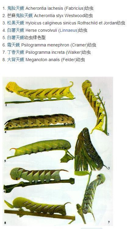 白薯天蛾幼虫绿色型