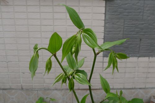 长蕊万寿竹
