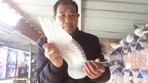 怎样从鸽子主副羽看出其年龄