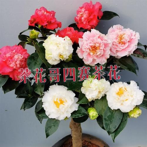 四赛茶花四个个品种嫁接一树牡丹型白天鹅级赛牡丹花卉