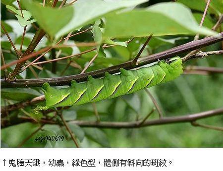 展开全部 第1张: 可能是鬼脸天蛾的幼虫