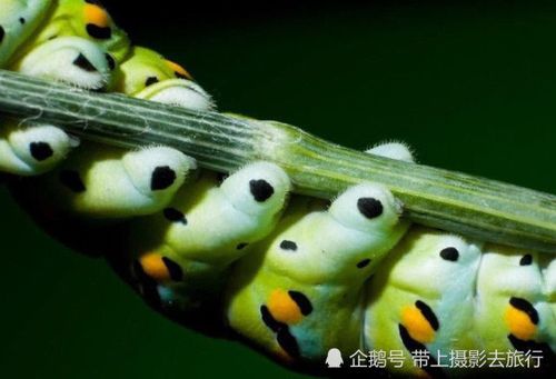 镜头下的虫生百态,这组毛毛虫照,居然还很有艺术