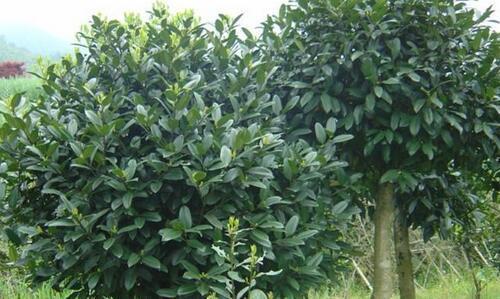 小叶冬青简笔画