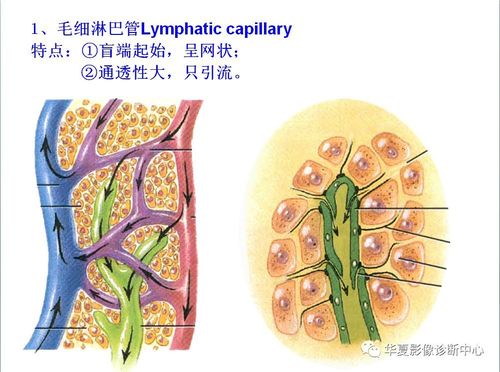 全身淋巴系统的精细解剖