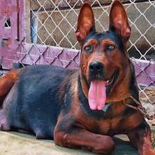 纯种莱州红苏联红幼犬活体大型巨型护卫犬看家护院大狼狗红狼犬