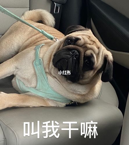 表情包小巴哥_表情包_巴哥_宠物_狗