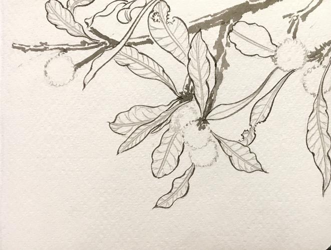 绘画步骤分享——杨梅2