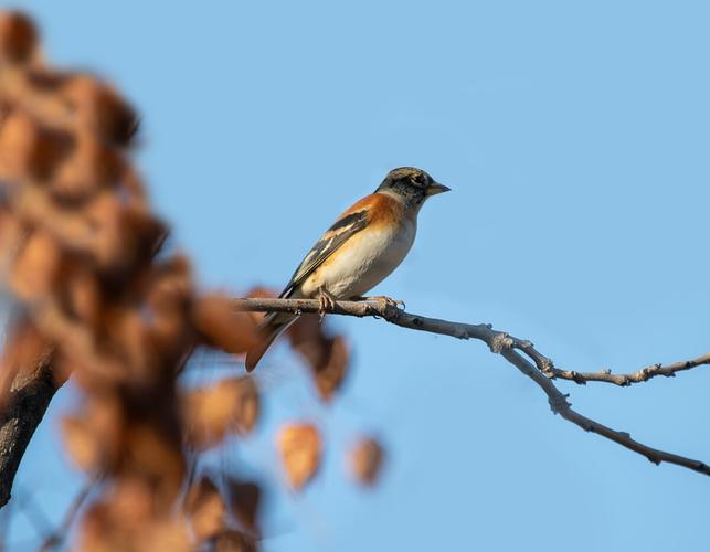 燕雀如何辨别雄雌