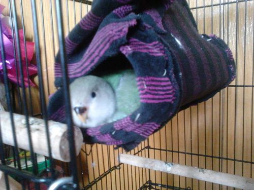 像这样的牡丹鹦鹉需要盖布吗?怎么保暖?