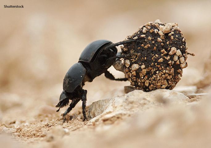 certain dung beetles can haul the equivalent of a human pulling