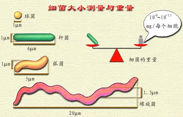科普知识 土壤微生物都在忙什么 土壤微生物是生活在土壤中的细菌